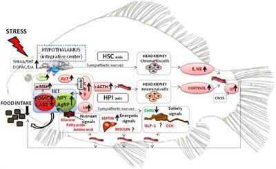 Stress Effects on the Mechanisms Regulating Appetite in Teleost Fish